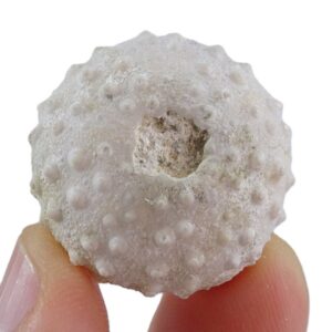 Phymotaxis mansfieldi
