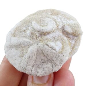 Astrodaspis tumidus