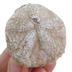 Astrodaspis tumidus