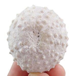 Phymotaxis mansfieldi