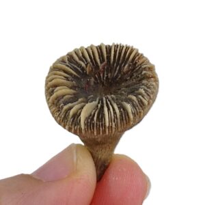 Trochocyathus sp.