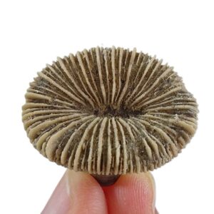 Trochocyathus sp.