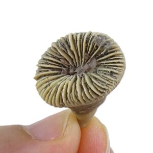 Trochocyathus sp.