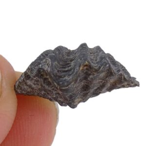 Spiriferina oxyptera