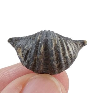 Spiriferina oxyptera
