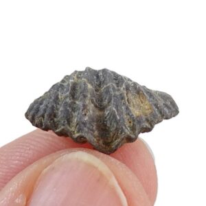 Spiriferina oxyptera