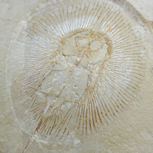 Cyclobatis oligodactylus  VENDIDO