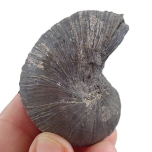 Gryphaea arcuata