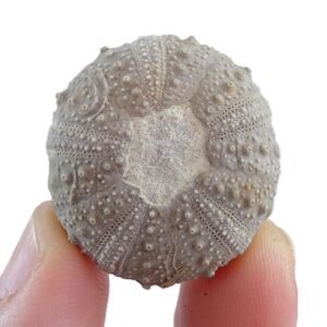 Monodiadema cotteaui