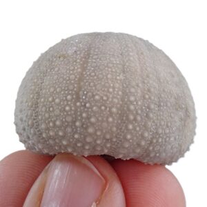 Psephechinus daguini