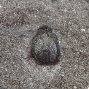 Trigonocarpus sp.