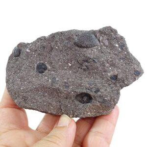 Cardiocarpus sp.