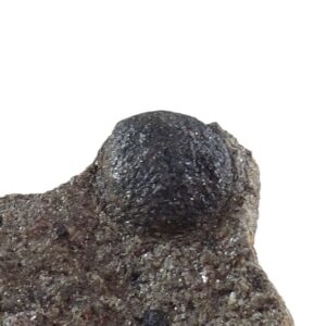 Cardiocarpus sp.
