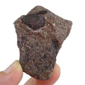 Cardiocarpus sp.