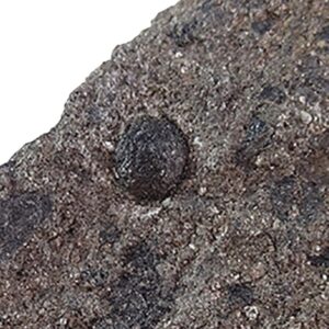 Cardiocarpus sp.