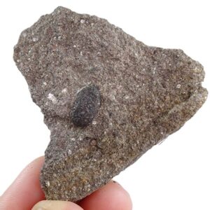 Cardiocarpus sp.