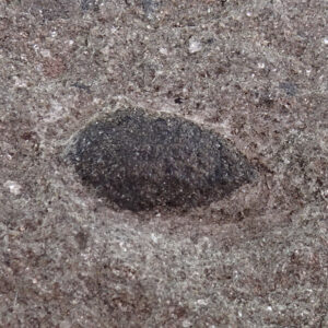 Cardiocarpus sp.