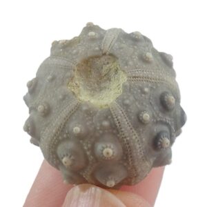 Perisalenia hemicidaroides