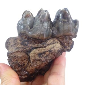 Deinotherium levius