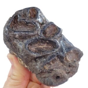 Gomphoterium angustidens