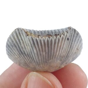 Cyclothyris difformis