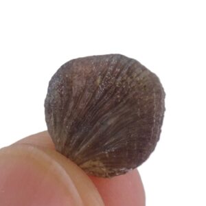 Terebratulina (Terebratella) neocomiensis