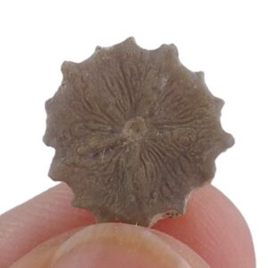 Solanocrinites (Decameros) cf. ricordeanus