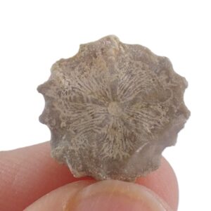 Solanocrinites (Decameros) cf. ricordeanus  VENDIDO