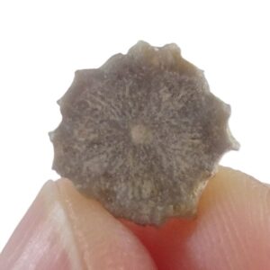 Solanocrinites (Decameros) cf. ricordeanus