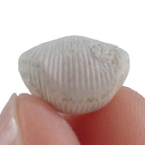 Grasirhynchia grasiana