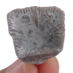 Goniophyllum pyramidale