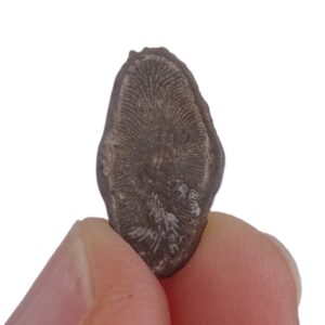 Millericrinus horridus
