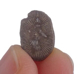 Millericrinus horridus