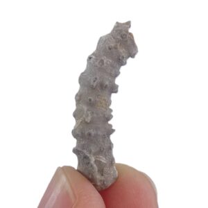 Millericrinus horridus