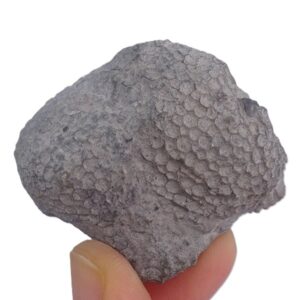 Favosites goldfussi