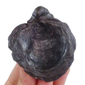 Gryphaea dilatata