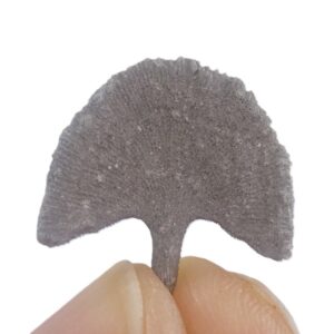 Diploctenium subcirculare