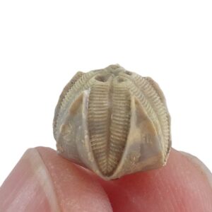 Pentremites cf. godoni
