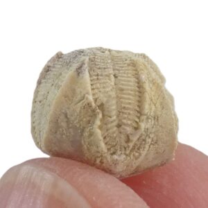 Pentremites cf. godoni