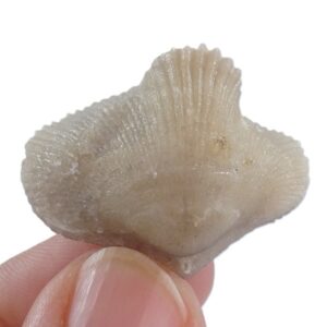 Cyclothyris vespertilio