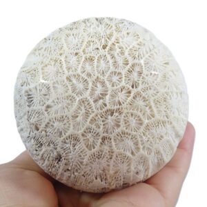 Esfera de coral fósil