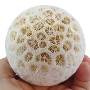 Esfera de coral fósil