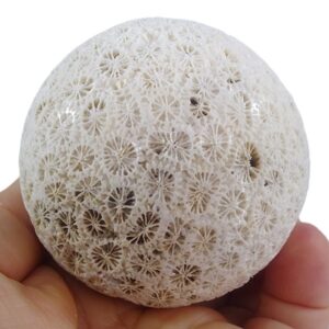 Esfera de coral fósil