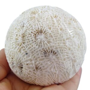 Esfera de coral fósil
