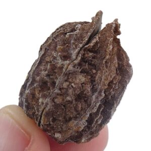 Juglans bergomensis