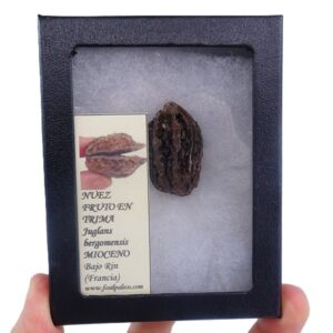 Juglans bergomensis