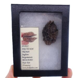 Juglans bergomensis