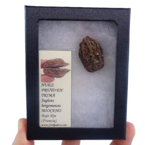 Juglans bergomensis