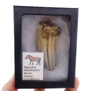 Equus ferus