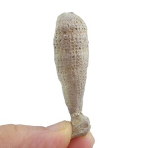 Laocoetis tubifera  VENDIDO